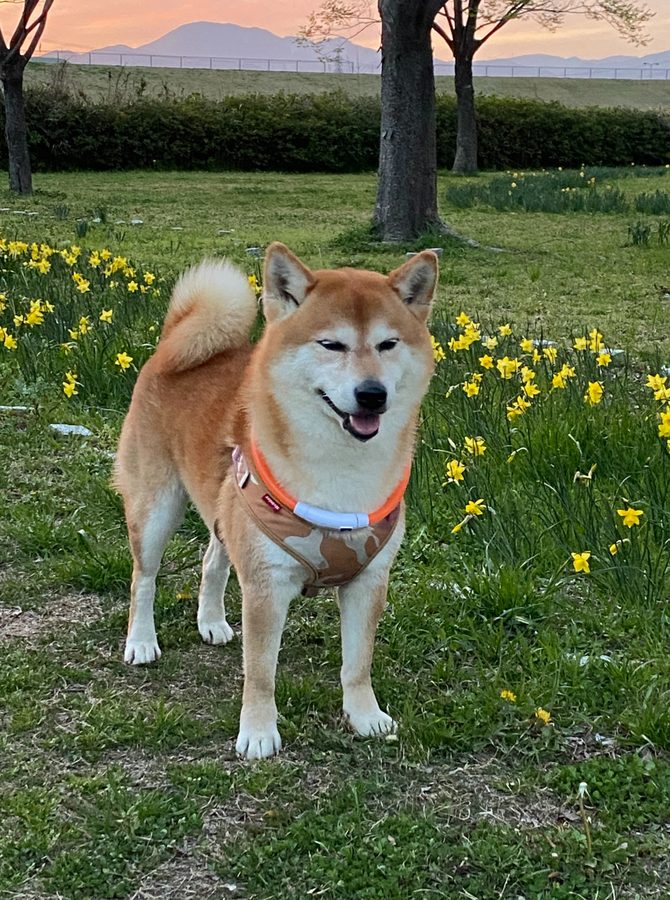 Q-chan